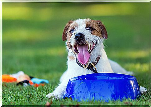 Wet dog with drinking water