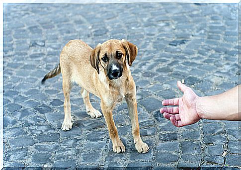 dog on the street