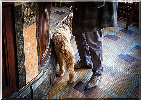 Dog in a bar