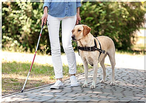 The Labrador is one of the leading dog breeds