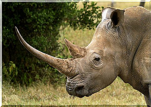 Rhinoceros: behavior and habitat characteristics