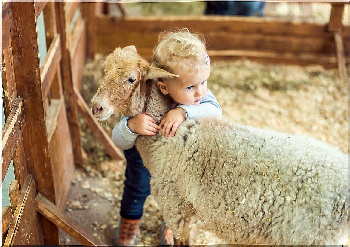 A boy hugging a sheep.