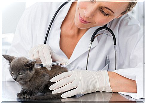 Seven common diseases in cats