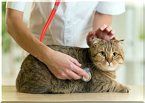 Cat at the vet.