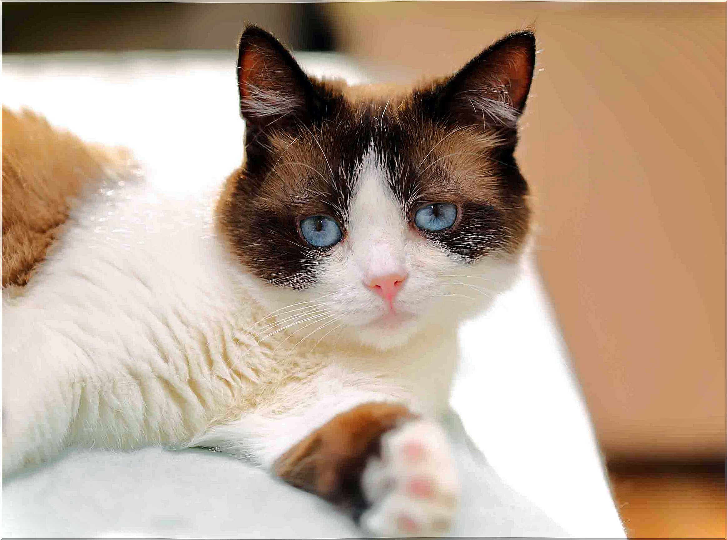 Snowshoe cat