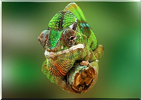 Chameleon on a branch.