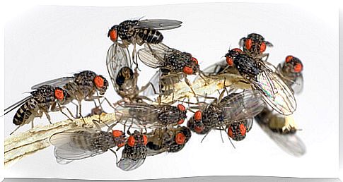 Flies with red eyes. 