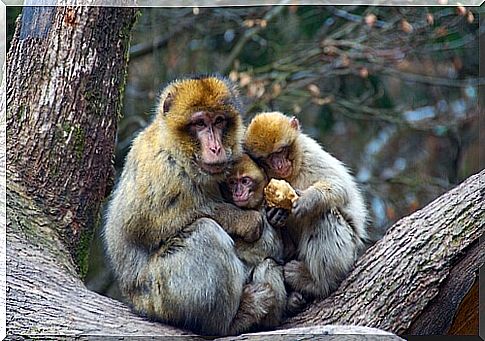 Macaques avoid isolation. 