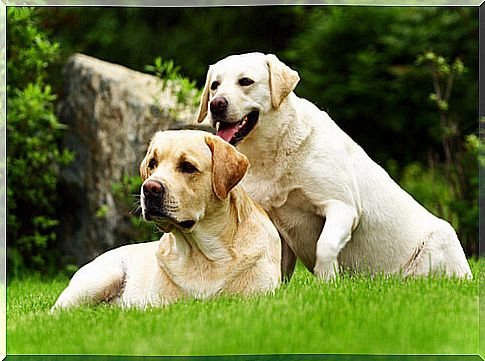 labrador retrievers