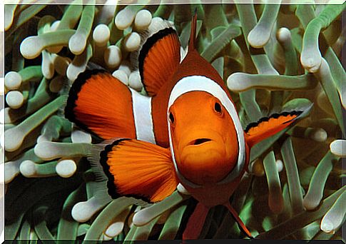 Symbiosis in animals: clown fish and anemone