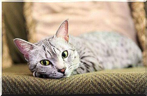 egyptian mau cat