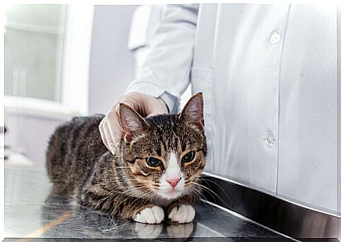 Tapeworm in cats: everything you need to know