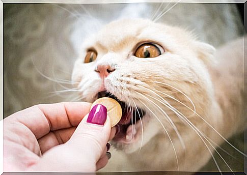 Cat taking pill