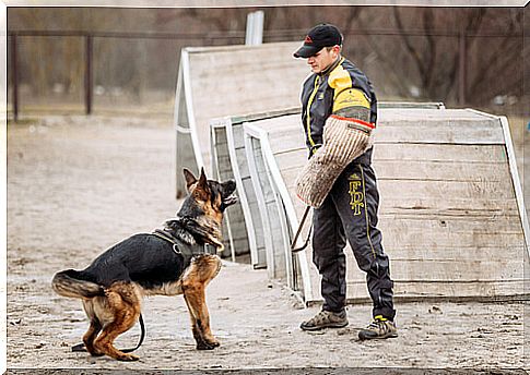 Train dogs in defense and attack: German Shepherd