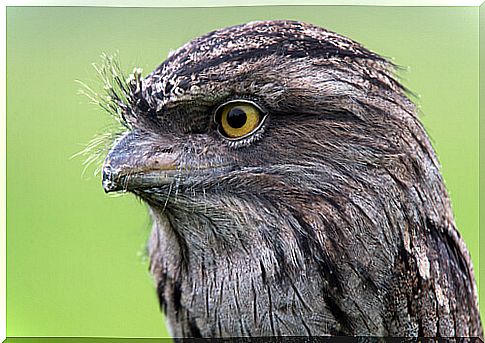 Tawny frogmouth: everything you need to know