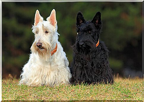 Terriers: very funny dogs