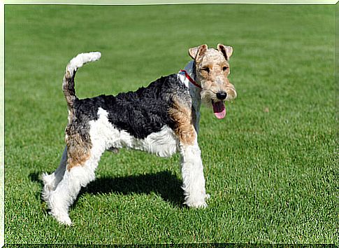 fox terrier 2