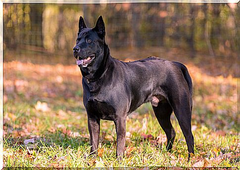 Thai ridgeback dog: a crested dog