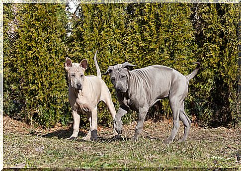 Thai ridgeback dog: characteristics