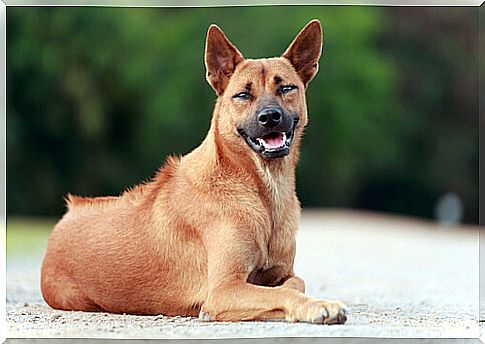 Thai ridgeback dog: character