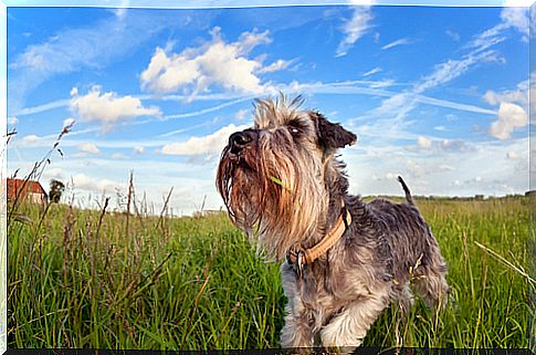 schnauzer