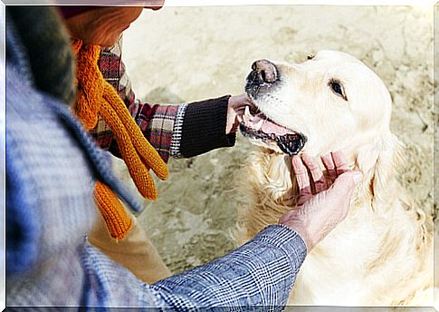 man stroking dog