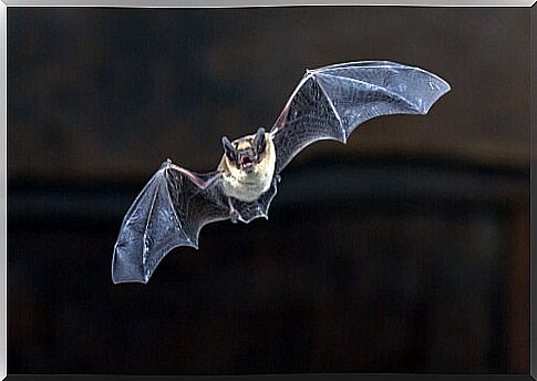 The 25 bats of the Iberian Peninsula