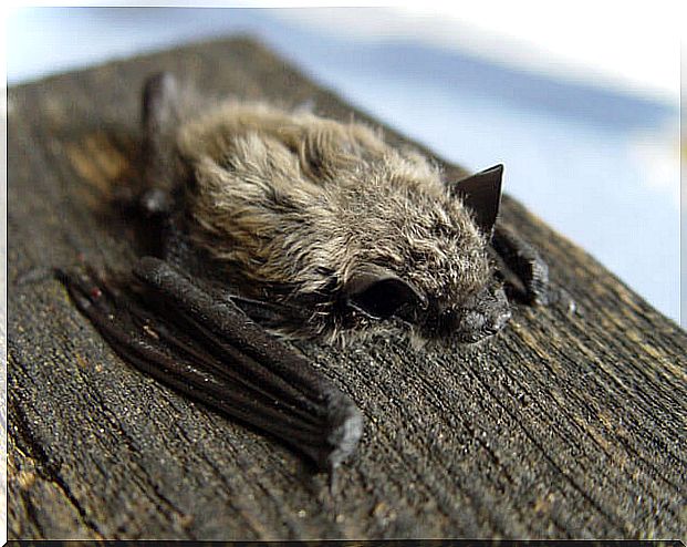 Pipistrellus kuhlii: murciélagos de la península ibérica