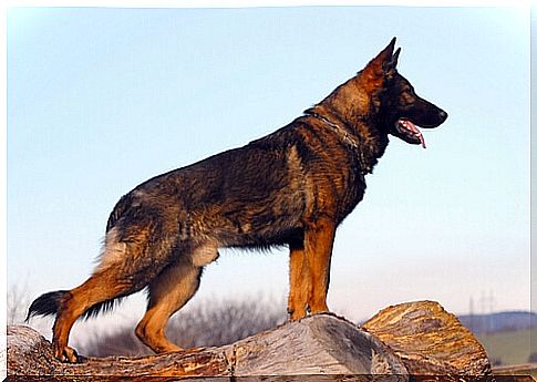 The 25 dog breeds that best protect your home, we tell you here!