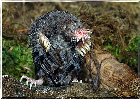 Star-nosed mole: information