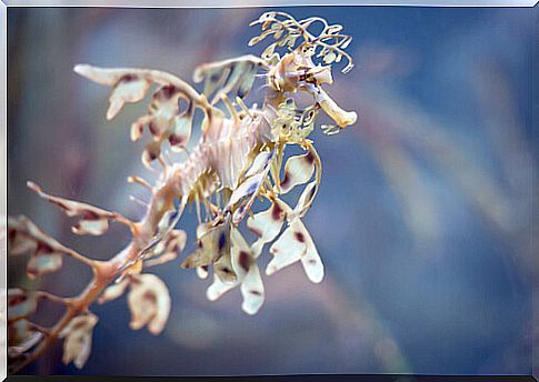 Leafy sea dragon: characteristics