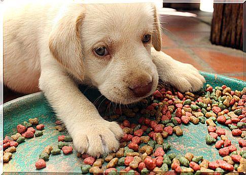 The best brands of premium dog food