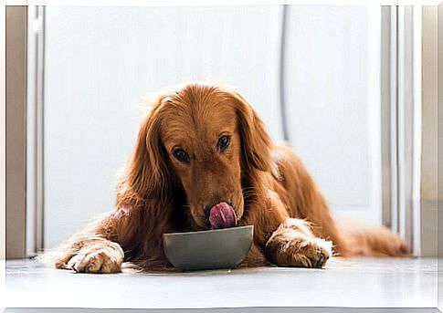 Choosing the ideal feed for your dog