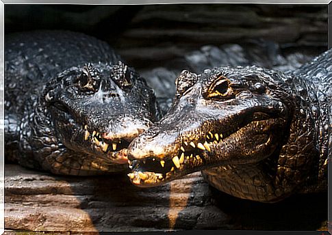 The black caiman: information and characteristics