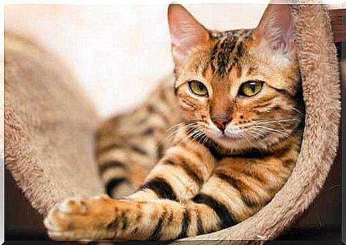 The body language of cats, how do they communicate?