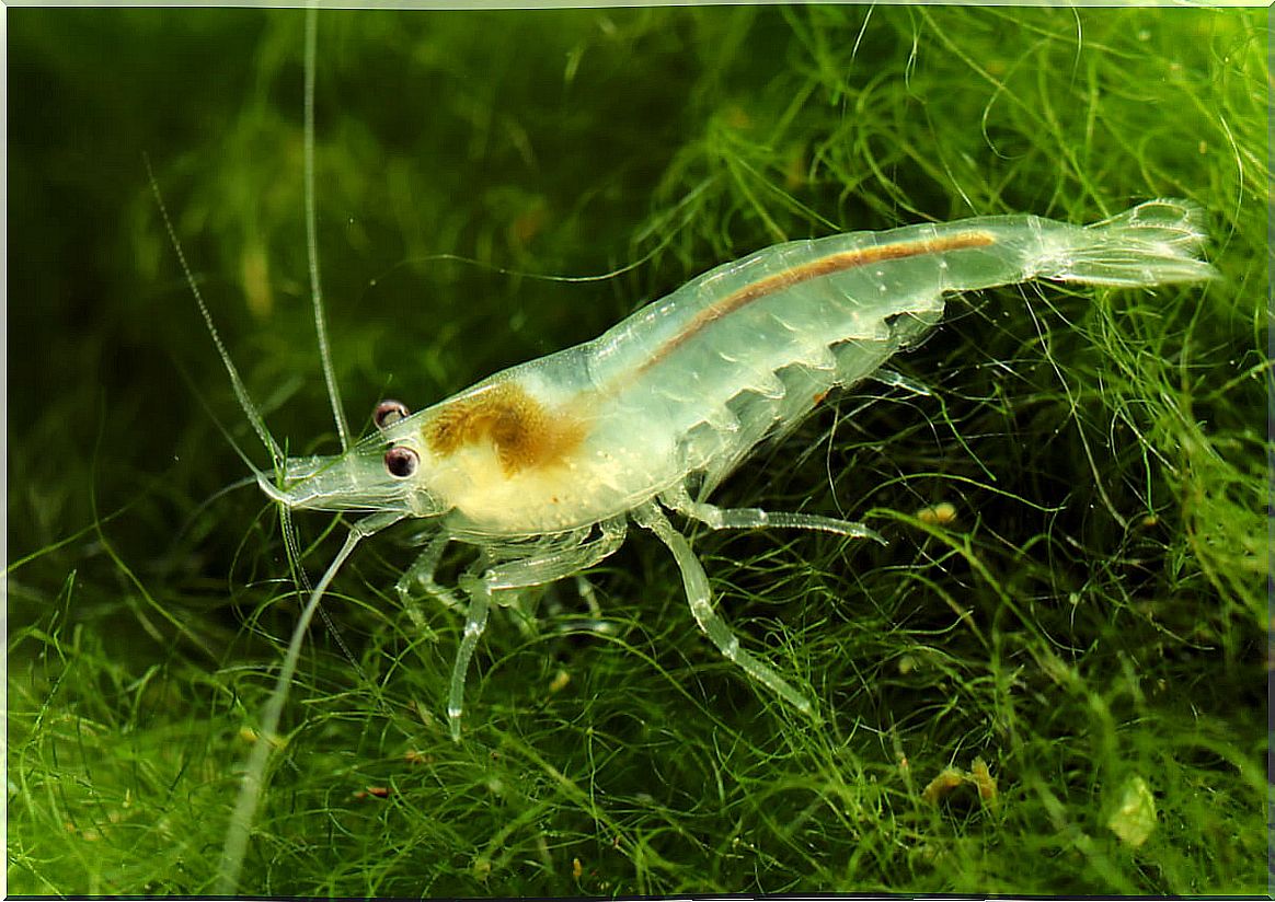 A transparent aquarium shrimp.