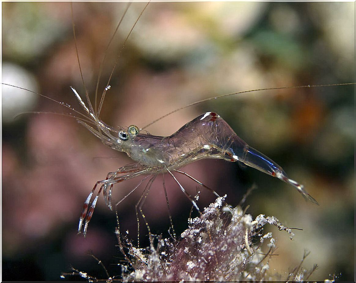 A semi-transparent shrimp.