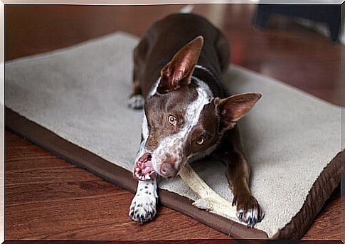 The correct feeding of medium-sized dogs