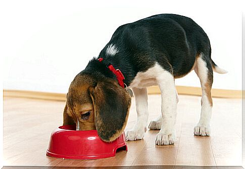 Choosing your dog's feeder