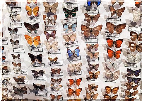 The CURLA entomological museum: protagonist butterflies