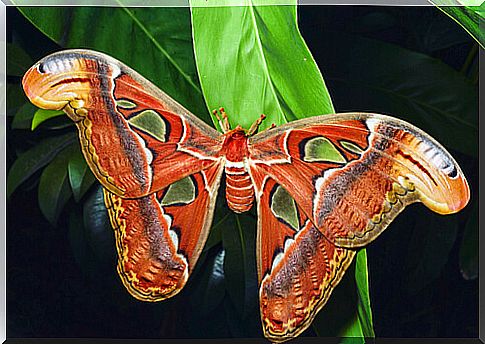 La mariposa Attacus atlas es la más grande del mundo.