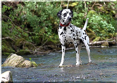 The Dalmatian, a very elegant best friend