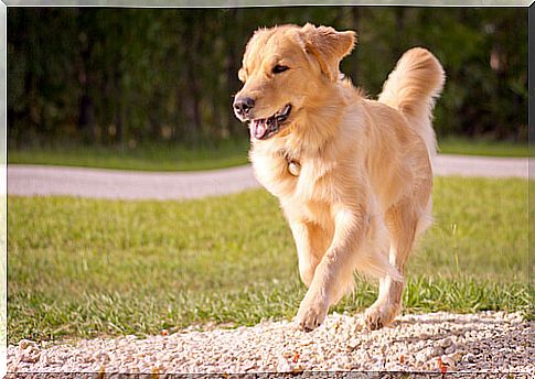 The dog represents all the best of a person