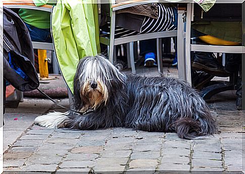 dog in barcelona