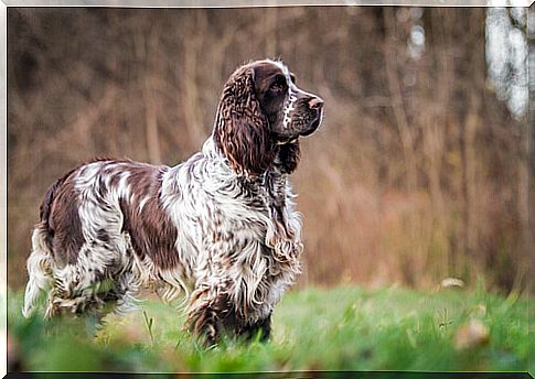 The English Springer Spaniel: history and characteristics