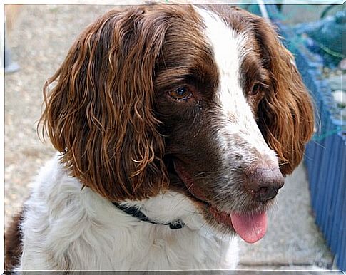 Dog breeds prone to ear infections: springer spaniel