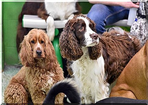 English Springer Spaniel.