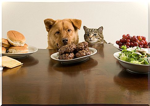 dog and cat food