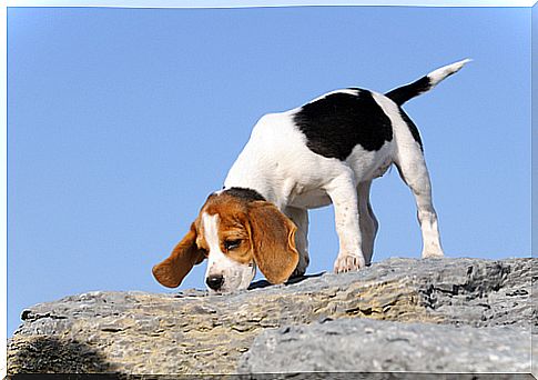 smell beagle