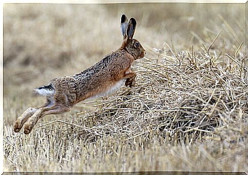 Hare: habits and feeding